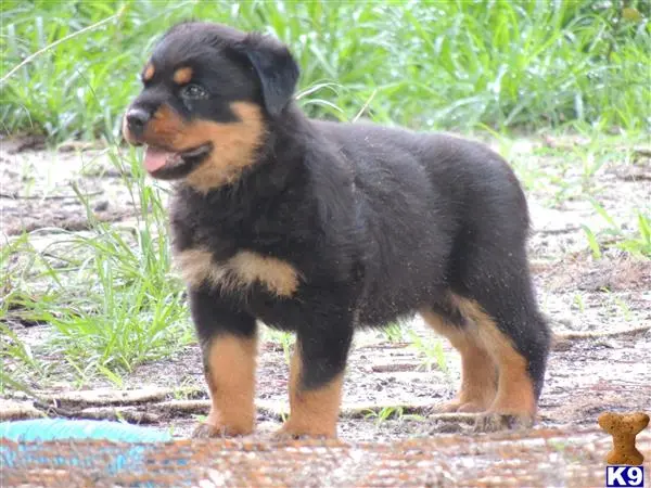 Rottweiler puppy for sale