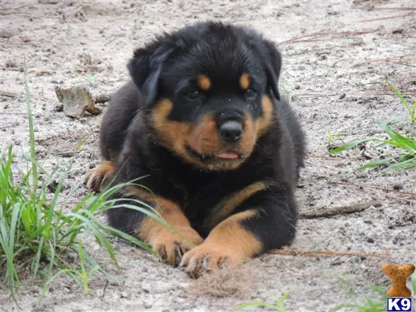 Rottweiler puppy for sale