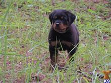 rottweiler puppy posted by jengeor