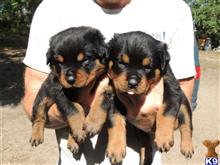 rottweiler puppy posted by jengeor
