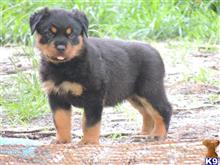 rottweiler puppy posted by jengeor