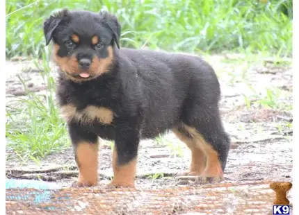 Rottweiler