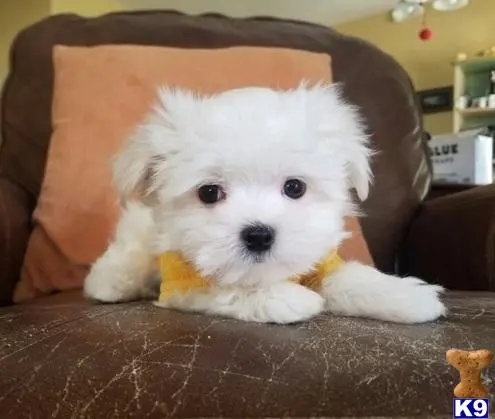 Maltese puppy for sale