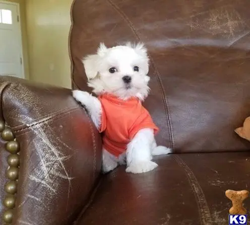 Maltese puppy for sale