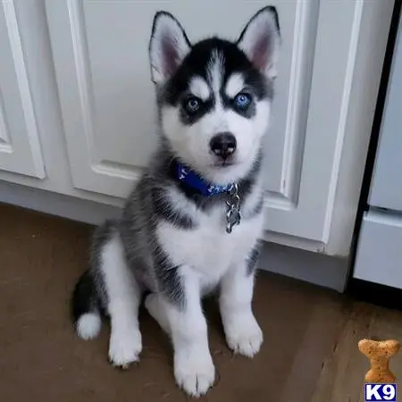 Siberian Husky