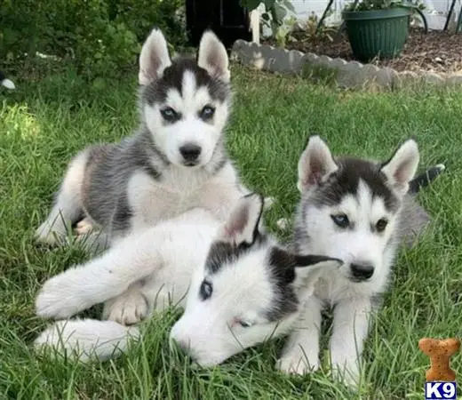 Siberian Husky puppy for sale