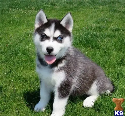 Siberian Husky puppy for sale