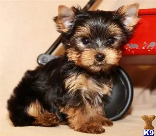 Yorkshire Terrier puppy for sale