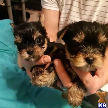 Yorkshire Terrier puppy for sale