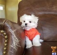 maltese puppy posted by jenifferlawson