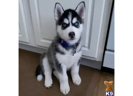 Siberian Husky