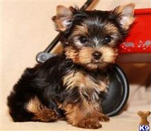 yorkshire terrier puppy posted by jenifferlawson