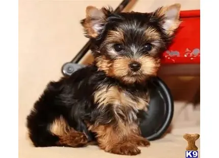 Yorkshire Terrier