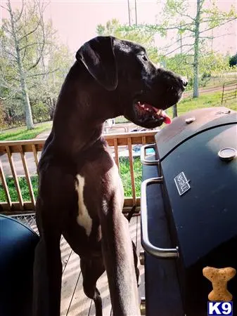 Great Dane