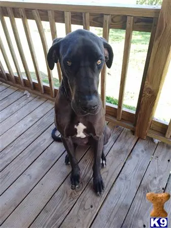 Great Dane female dog