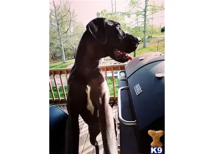 Great Dane