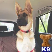 German Shepherd stud dog