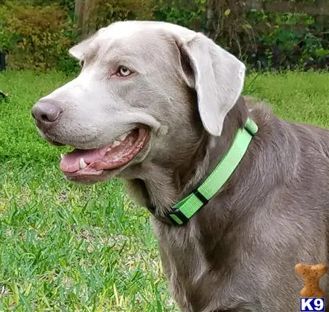 Labrador Retriever stud dog