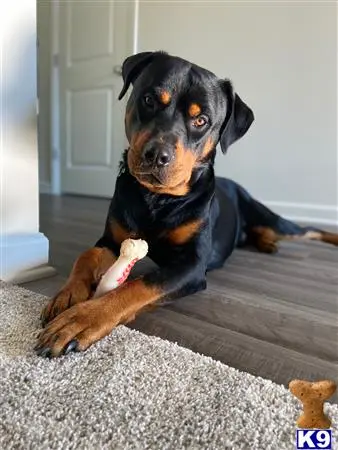 Rottweiler