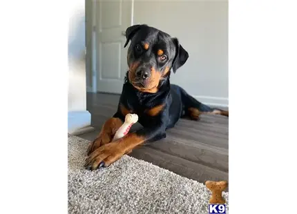 Rottweiler