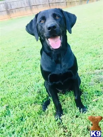 Labrador Retriever stud dog