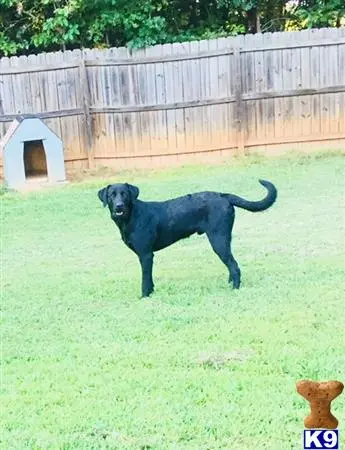 Labrador Retriever stud dog