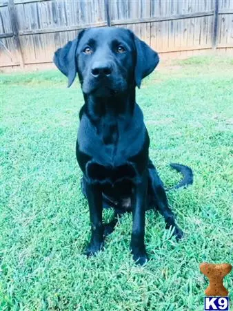 Labrador Retriever stud dog