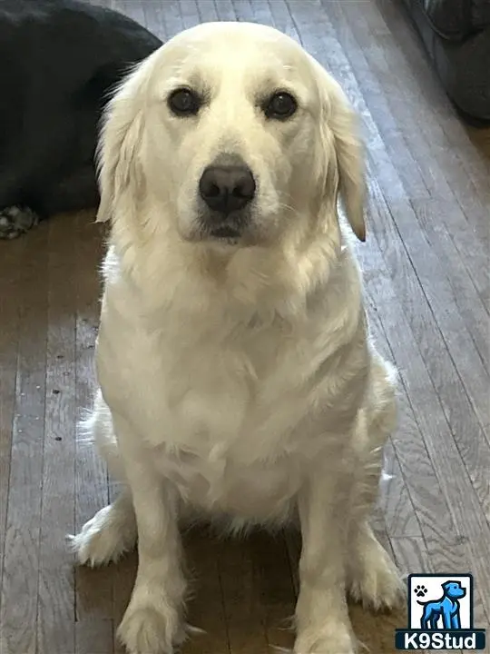 Golden Retriever female dog