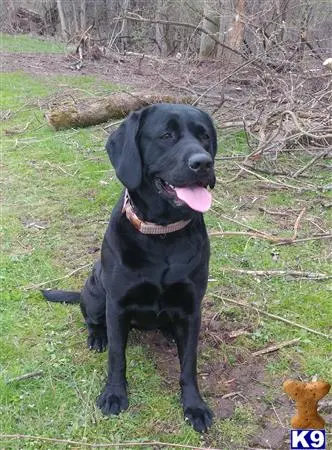 Labrador Retriever female dog