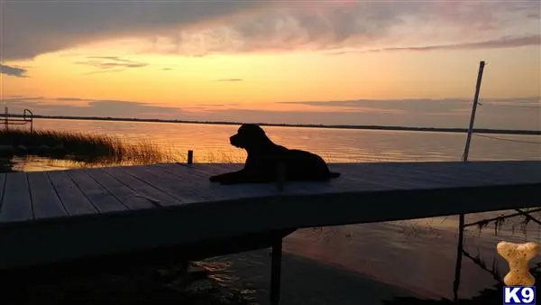 Labrador Retriever female dog