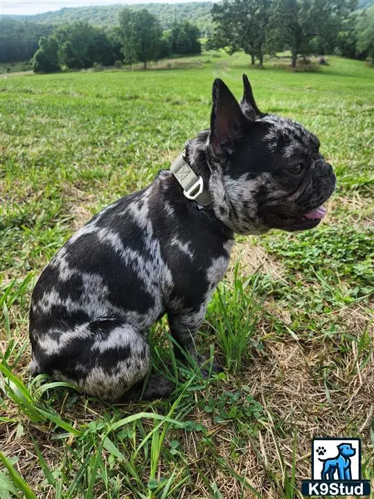 French Bulldog stud dog: a french bulldog dog sitting in the grass