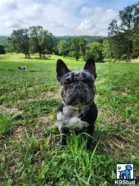 French Bulldog stud dog: a french bulldog dog sitting in a grassy field