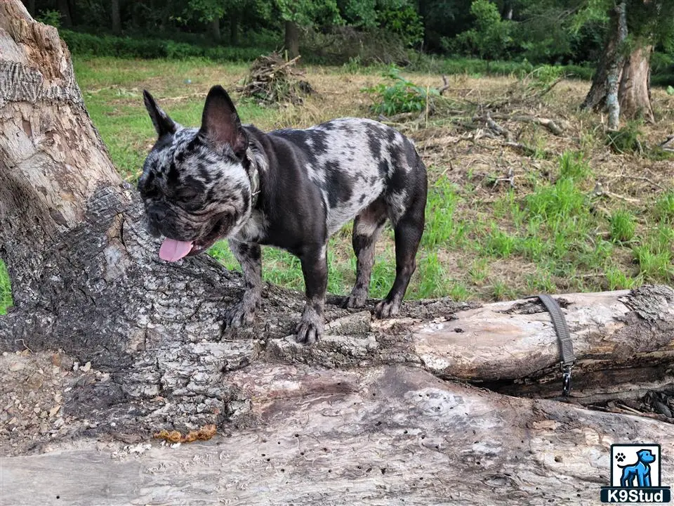 French Bulldog stud dog: a french bulldog dog standing on a rock