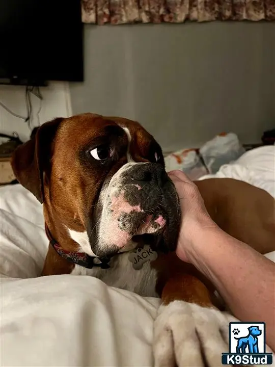 Boxer stud dog: Brindle Boxer lying on a bed with a hand petting it