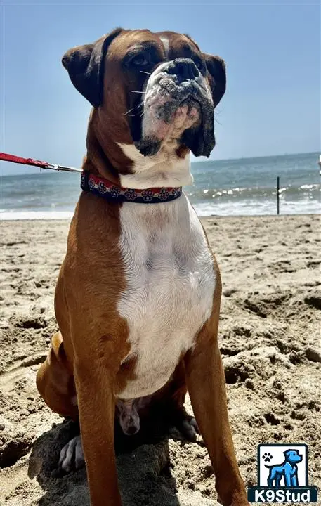 Boxer stud dog: Brindle Boxer sitting on the beach with ocean in background