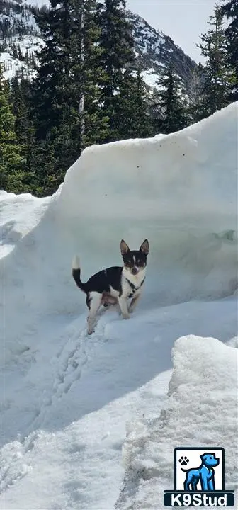 Chihuahua stud dog: a chihuahua dog standing on snow