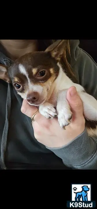 Chihuahua stud dog: a person holding a chihuahua dog