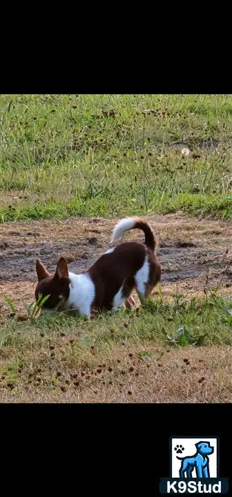 Chihuahua stud dog: a chihuahua dog lying in the dirt