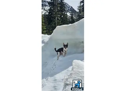 Chihuahua stud dog: a chihuahua dog standing on snow