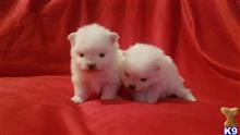 pomeranian puppy posted by jennifer04456