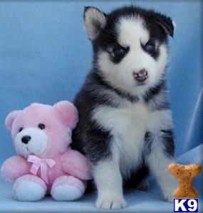 Siberian Husky dog