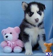 Siberian Husky
