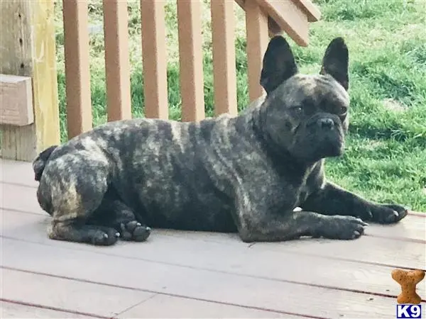 French Bulldog stud dog