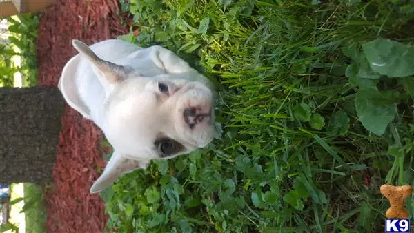 French Bulldog puppy for sale