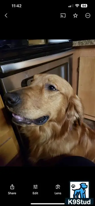 Golden Retriever stud dog