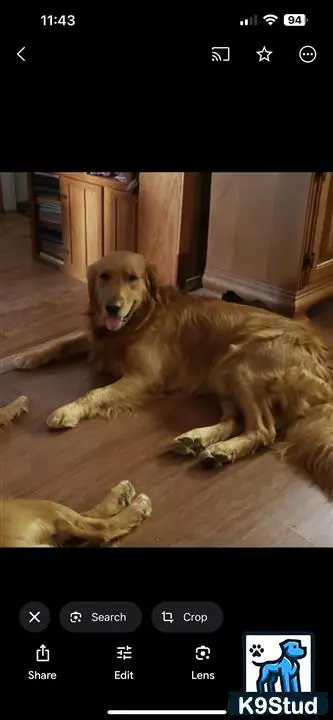 Golden Retriever stud dog