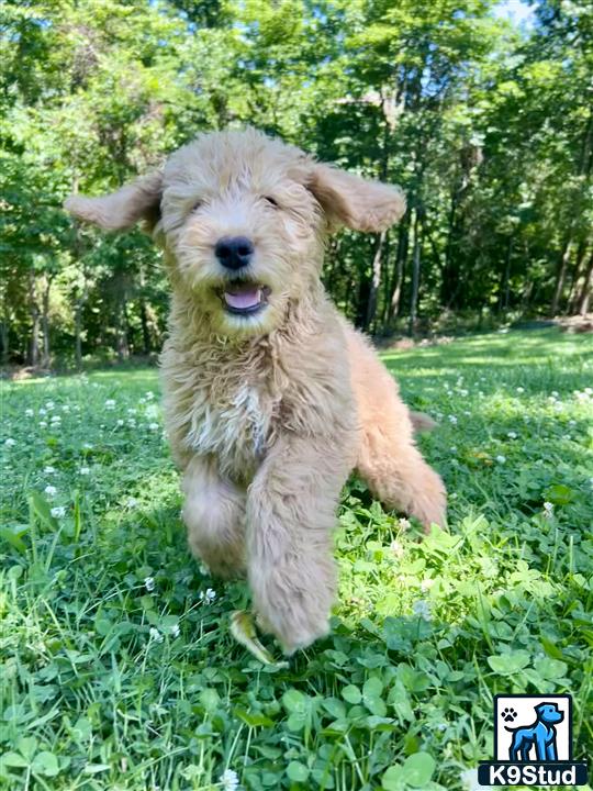 a golden mountain doodle dog running through grass