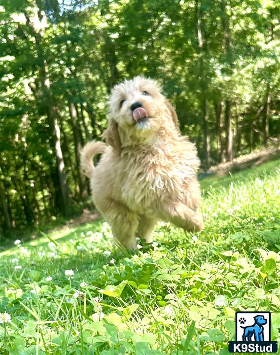 a golden mountain doodle dog jumping in the air