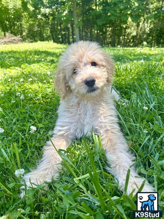 a golden mountain doodle dog sitting in the grass