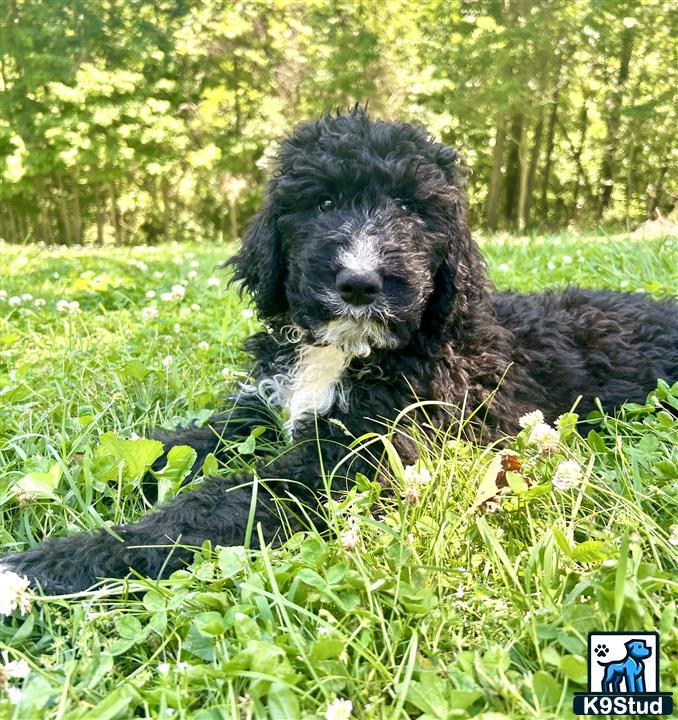 a golden mountain doodle dog lying in the grass